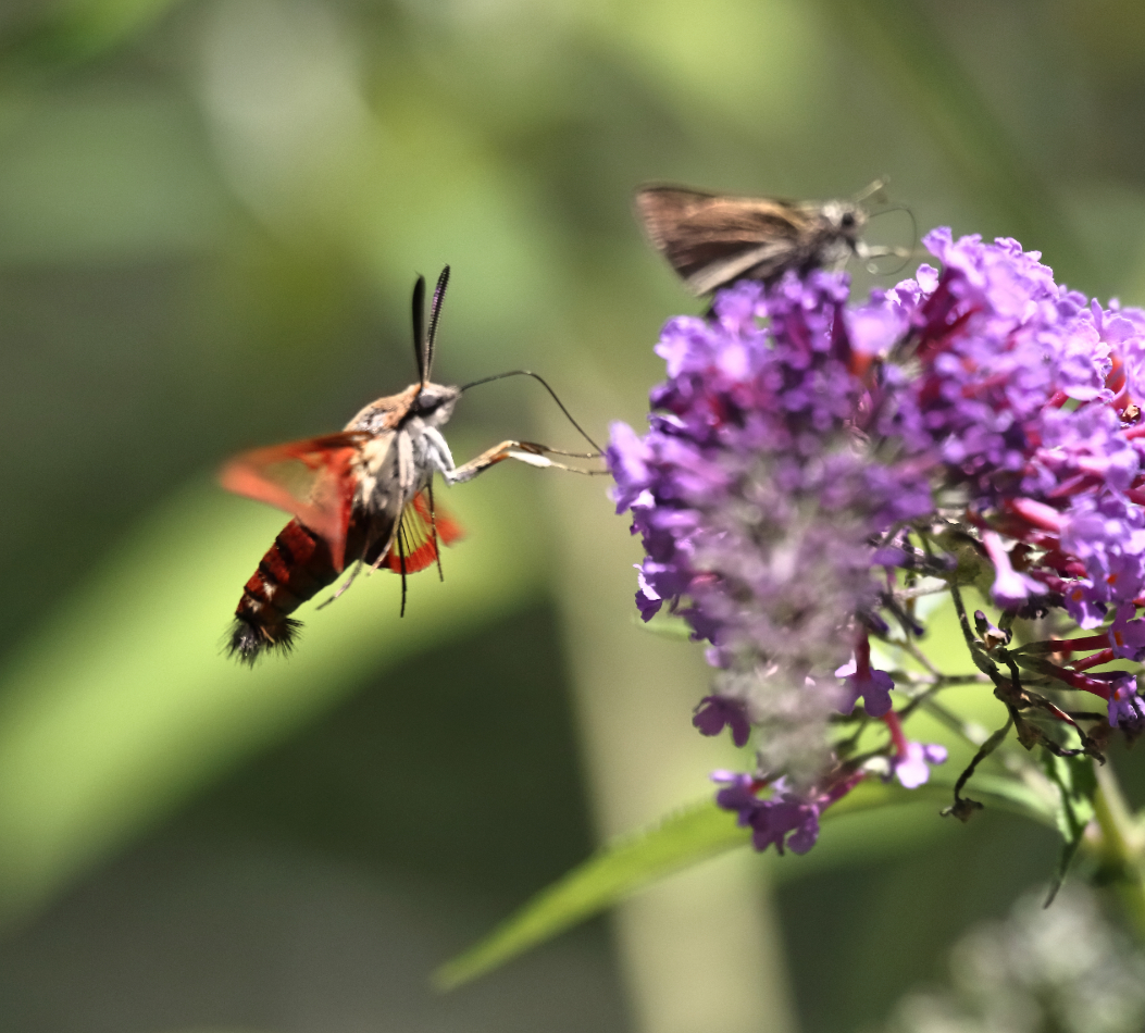 2019 08 11 HTP 50438e